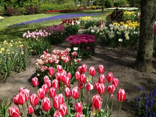 Mini "Keukenhof' in Anna Paulowna