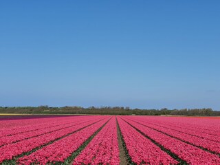 Vakantiehuis Julianadorp Omgeving 18