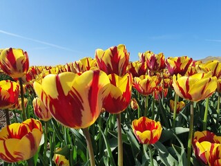 Vakantiehuis Julianadorp Omgeving 19