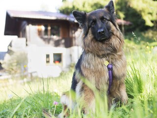 Vakantieappartement Haus im Ennstal Buitenaudio-opname 6