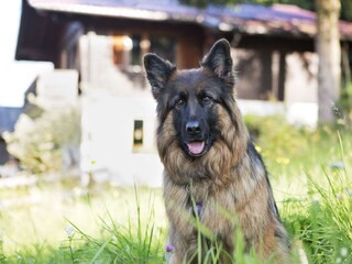 Vakantieappartement Haus im Ennstal Buitenaudio-opname 6
