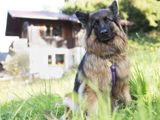 Appartamento per vacanze Haus im Ennstal Registrazione all'aperto 5