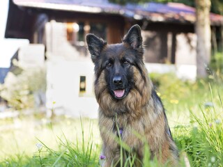 Vakantieappartement Haus im Ennstal Buitenaudio-opname 5