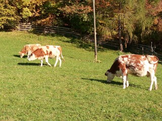 Appartamento per vacanze Vöran Registrazione all'aperto 11