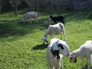 Appartamento per vacanze Vöran Registrazione all'aperto 13