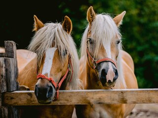Appartamento per vacanze Vöran Registrazione all'aperto 15