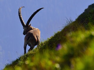 Casa per le vacanze Mellau Ambiente 24
