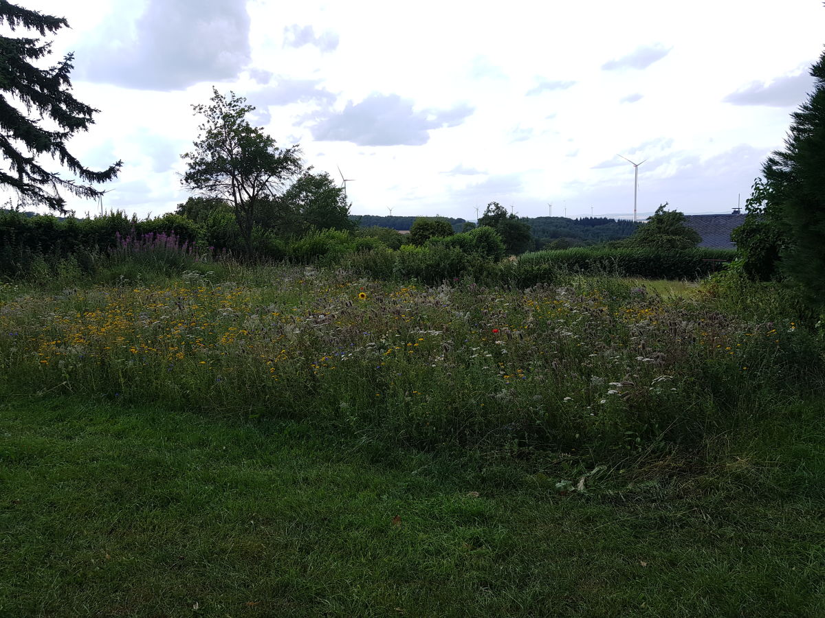 Die Blumenwiese hinter dem Haus