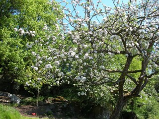 blühender Apfelbaum