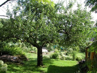 Apfelbaum im Garten
