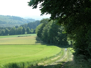 Wanderweg rund um Berlingen