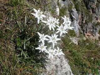 Das Alpen-Edelweiß