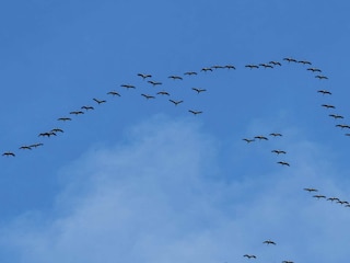 September bis Oktober Kranichzug über Pruchten