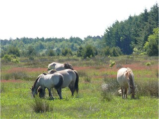 Koniks Küstenheide