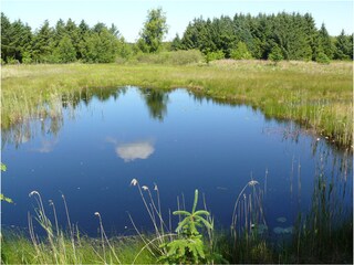 Finkenmoor