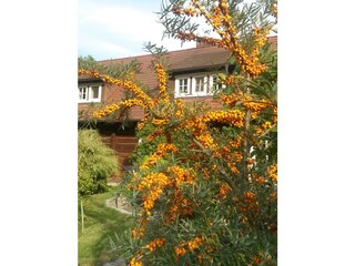Sanddornpracht  in unserem Garten