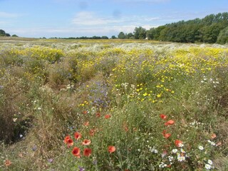 Sommerwiese auf dem Fischland