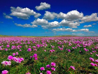 Blumenpracht