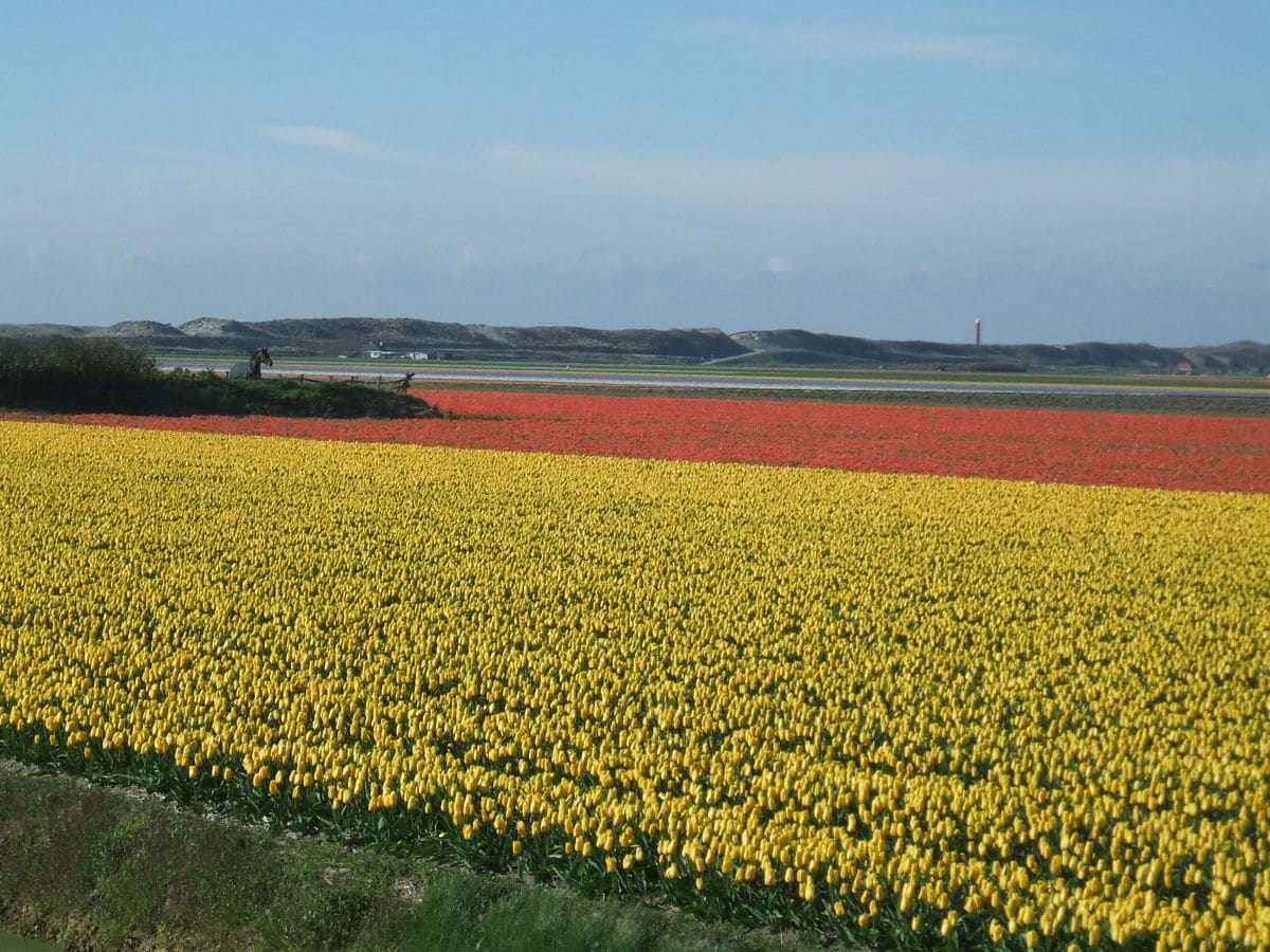 Frühling an der Küste