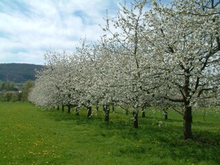 Kirschgärten in der Fränk. Schweiz