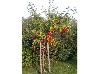 Our Apple tree