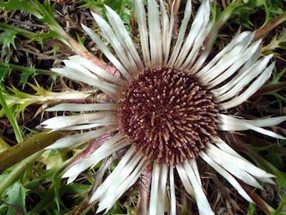 Silberdistel