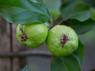 Appartamento per vacanze Lenggries Registrazione all'aperto 6