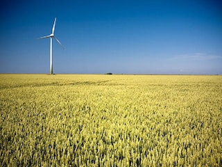 Rapsblüten Felder