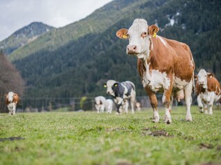 Appartamento per vacanze Gsies Ambiente 22