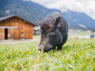 Appartamento per vacanze Gsies Ambiente 23