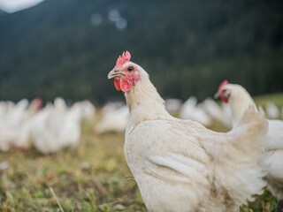 Appartamento per vacanze Gsies Ambiente 24