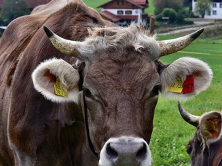 Ferienwohnung Oberstaufen Umgebung 18