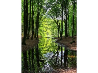 Auf dem Weg zum Kap Arkona… von Rotbuchen gesäumt