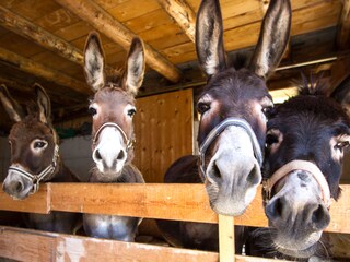 Appartamento per vacanze Saalbach Ambiente 27