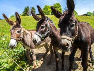 Appartamento per vacanze Saalbach Ambiente 28