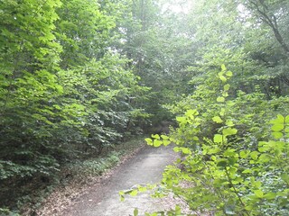 Wald in der Nähe