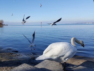 Bodensee im Winter