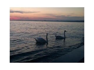 Appartamento per vacanze Hörbranz Ambiente 37