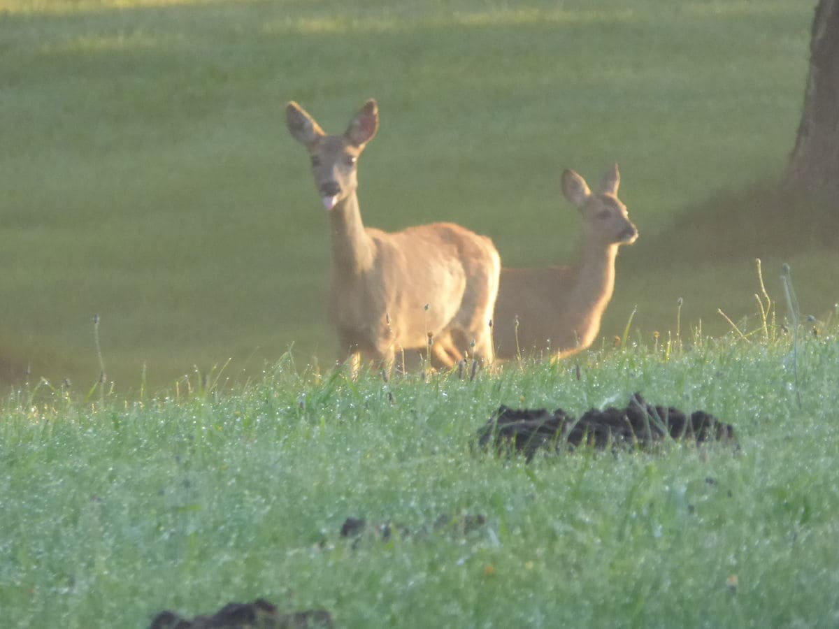 Rehe laufen über den Hof