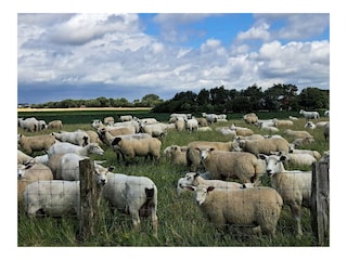 Holiday apartment Büsum Environment 25