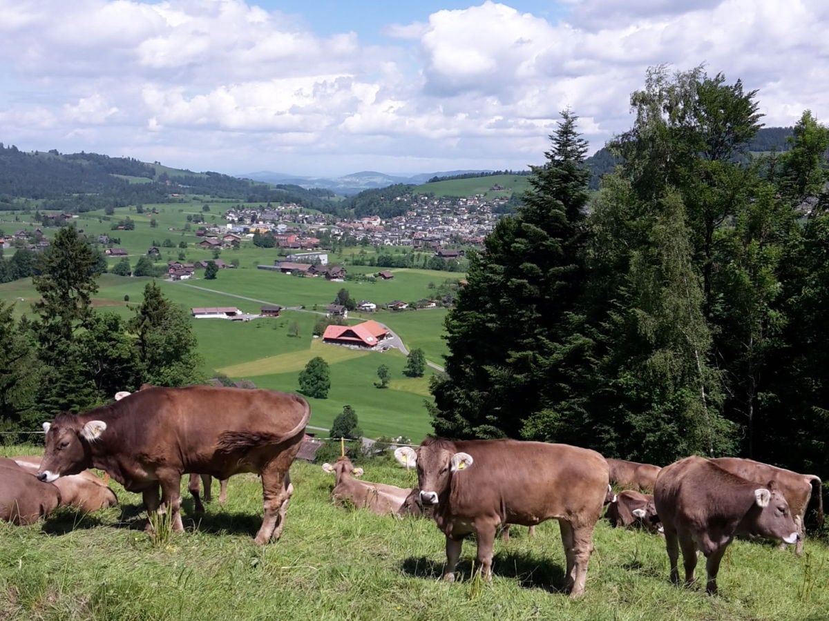 Frühalm - Blick