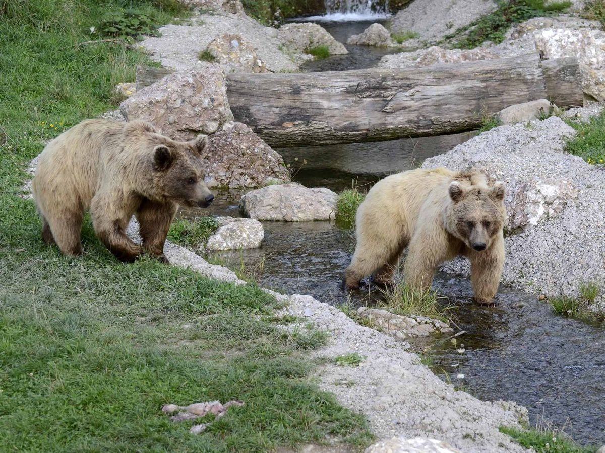 Bärwolf Tierpark Goldau