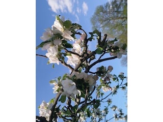 Apfelblüte im Garten