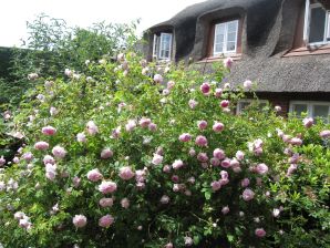 Ferienwohnung Uun Busem - Oldsum auf Föhr - image1