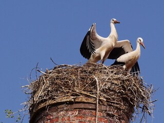 Unsere Mitbewohner