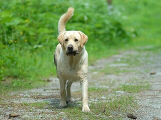 Appartamento per vacanze Ramsau am Dachstein Ambiente 19
