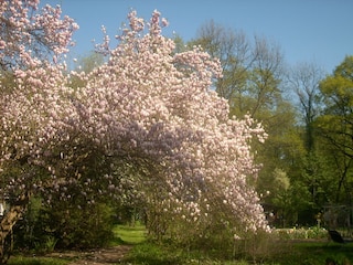 Magnolienbaum in unserem Garten