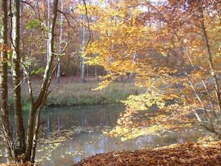 Der Buchenhain im Herbst bei Schlepzig