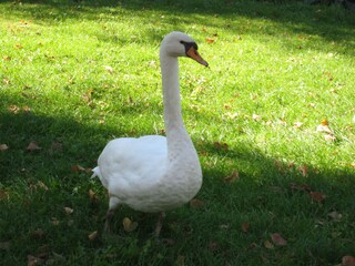 Schwan auf der Wiese