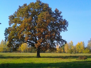 Am Radweg nach Schlepzig
